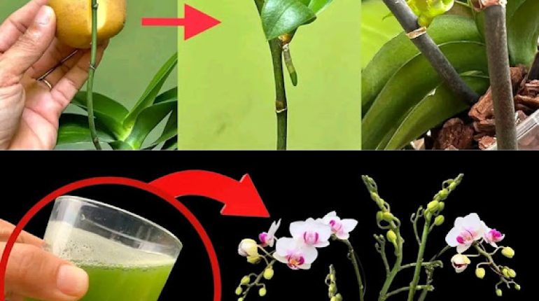 The florist’s ingenious tip to make orchids last