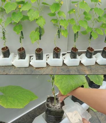 How to Grow Cucumbers on a String: A Beginner’s Guide to Space-Saving Container Gardening