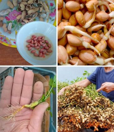 How to Grow Peanuts at Home: A Step-by-Step Guide