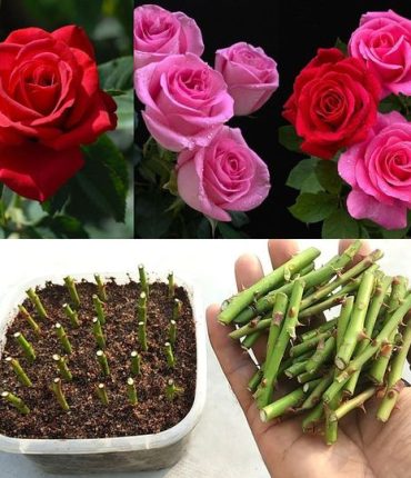 Propagating Roses from Cuttings: Unlocking the Secrets of Successful Cloning