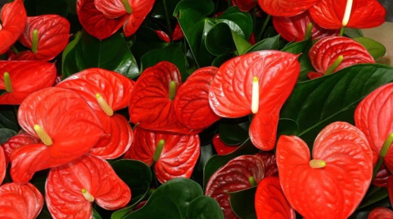 4 tips for your red anthurium to easily fill with flowers