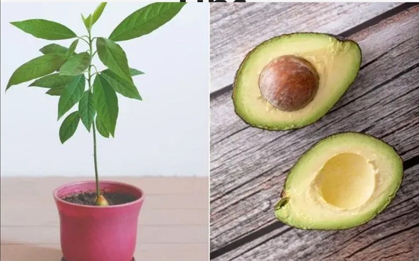 6 tips for growing avocado in a pot and making it fruit