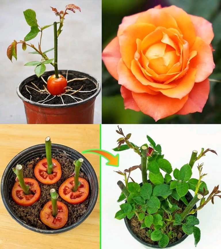 how-to-grow-roses-from-a-single-stem-todaysinfo